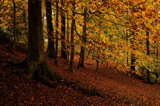 742132 (a): :2560x1707